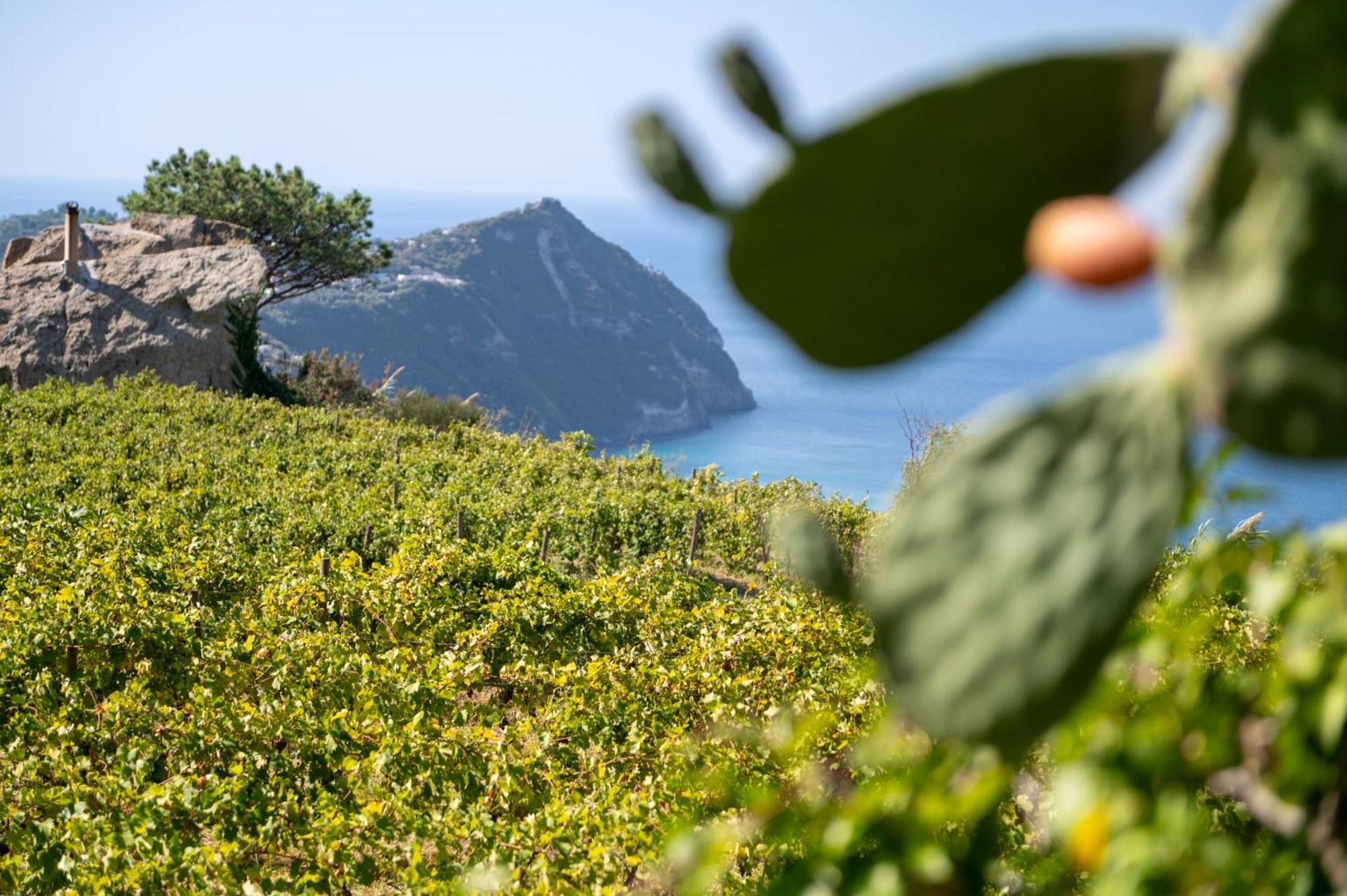 Punta Chiarito Hotel Forio di Ischia